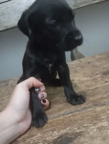 Doação de cachorros filhotes.