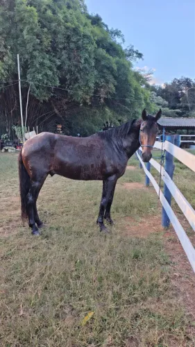 Cavalo