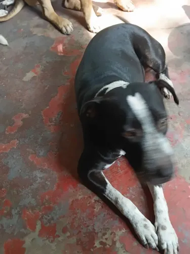 Doaço 2 cachorros fitbutenry
