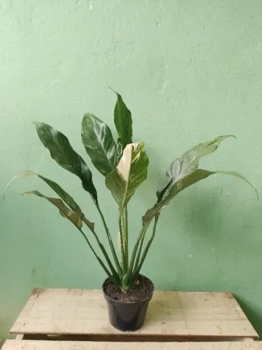 Lírio da Paz Folha Variegata