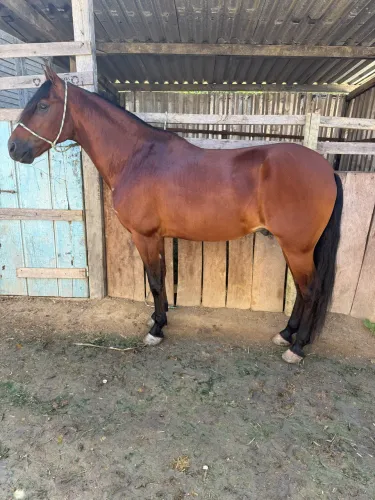 Cavalo mangalarga