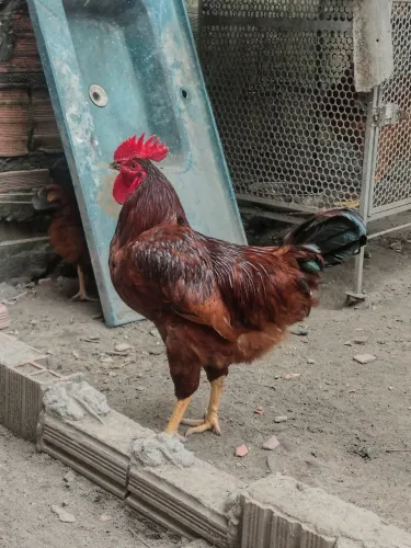 Frangos e galos
