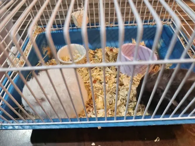 Casal de hamster sirio [LER DESCRIÇÃO]