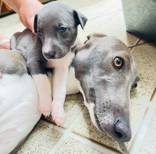 Filhotes galgo whippet