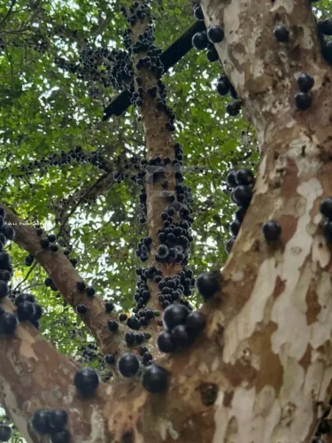 Fazenda para Venda em Cachoeiras de Macacu, Área Rural, 2 dormitórios, 1 banheiro