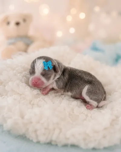 CHIHUAHUA FEMEA BLUE PELO CURTO