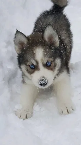Husky Siberiano - Filhote Pronto Para Trazer Alegria Para Seu Lar 
