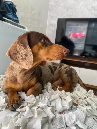 Procura-se uma namoradinha para cookie (dachshund).