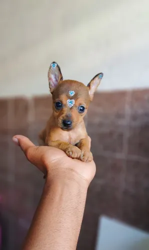 Filhote de Pinscher