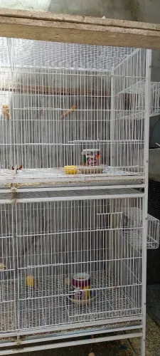 Gaiolas e ração para Ringneck