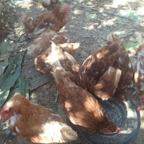 Aves galinha 