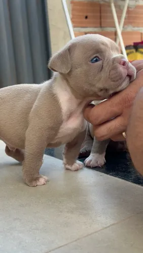 Canil América bully 