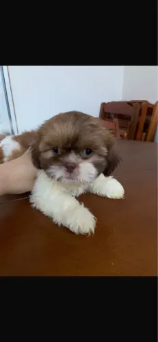 Shih-tzu vacinado com 46 dias e vermifugado 