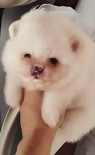 Spitz alemão