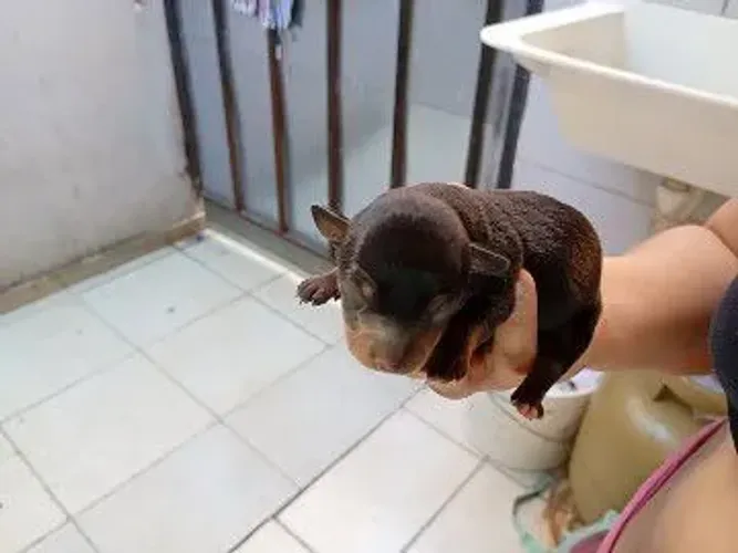 Pinscher macho zero