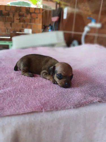 Vendo filhote de pinscher 