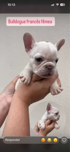 Buldogue francês fêmea