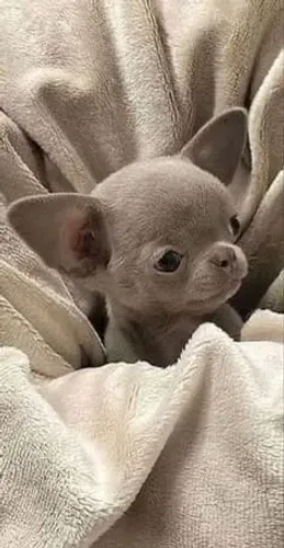 Filhotinhos Chihuahua dócil e linhagem selecionada