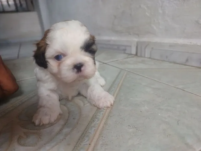 Shitzu macho com 1 olho azul outro marrom