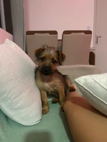 Doa-se cachorro filhote femea