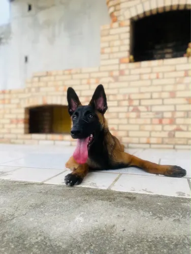 Filhote de pastor Malinois disponível