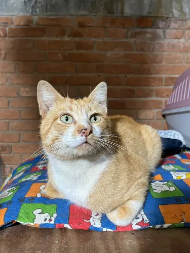 Gatinho muito carinhoso para adoção