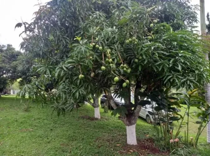 sitio em silvianópolis MG com 30 mil m²