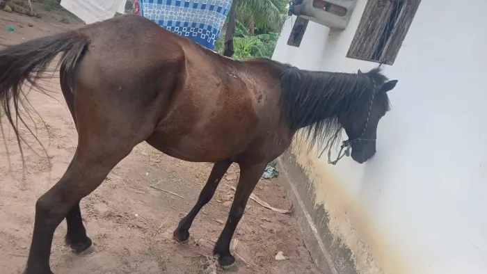 Egua pra vender ou trocar
