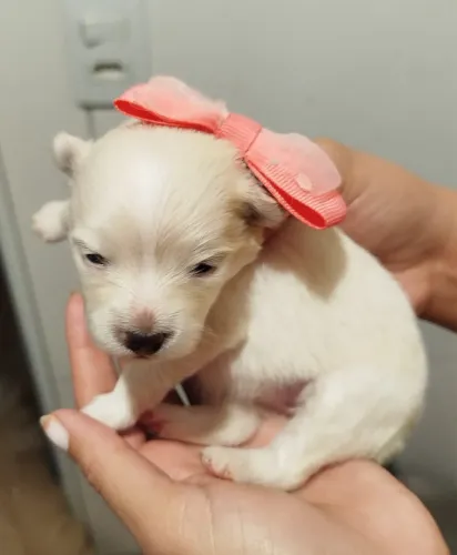 Spitz alemão filhote com Pedigree