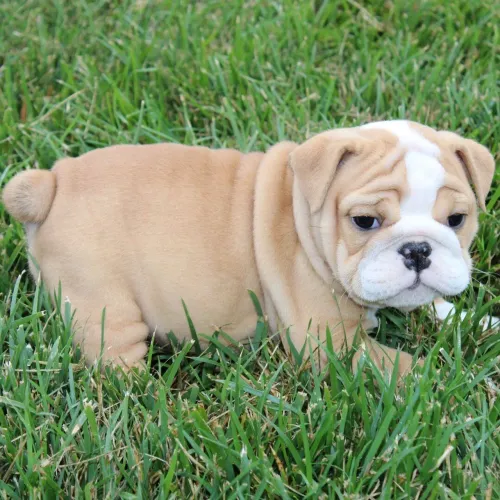 BullDog Inglês: Filhotes mansos e carinhosos