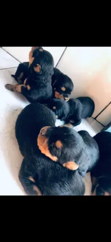 vendo filhote de rottweiler com 45 dias