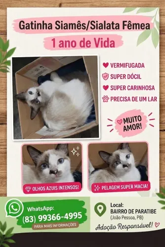 Gatinha para Adoção Urgente
