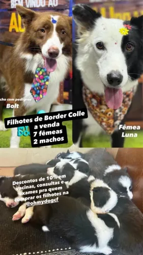 Vendo filhotes de Border collie
