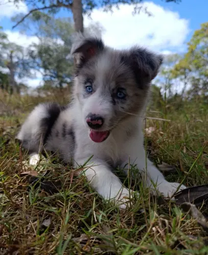 Border Collie 