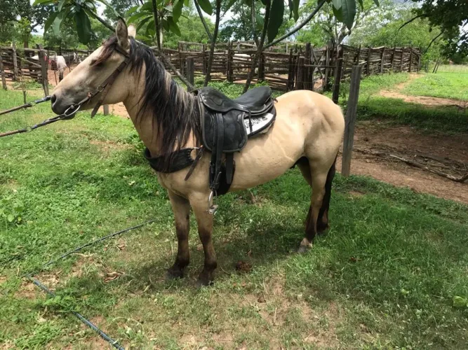 Cavalo piquira domado