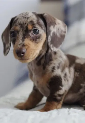 Filhote de Dachshund Teckel salsichinha Miniatura