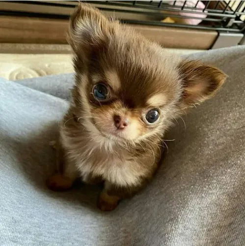 Filhote de Chihuahua - pelo longo e pelo curto