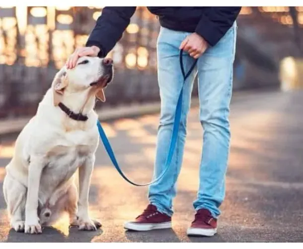 PASSEIADOR DE CÃES