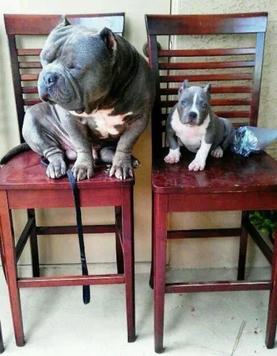 Filhotes American bully buscando um lar cheio de amor 