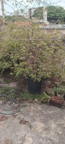 Planta em vaso jaboticabeira produzindo
