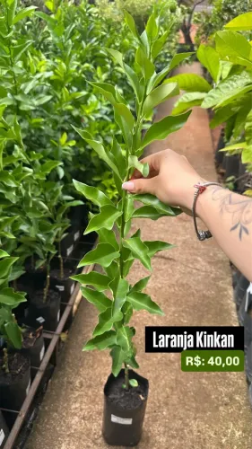 Muda de Laranja Kinkan