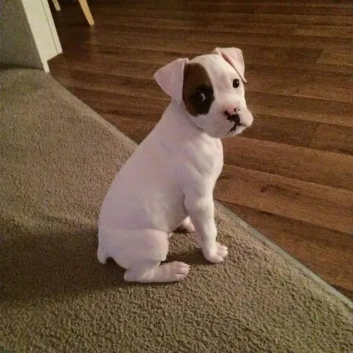 Filhotes de boxer , escolhi viver com a sua família 