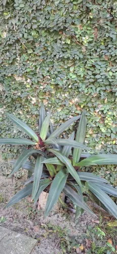 Abacaxi-roxo/Moisés-no-berço