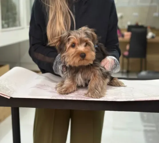 Yorkshire machinho - Segurança e elegância - Filhote com ciclo vacinal completo