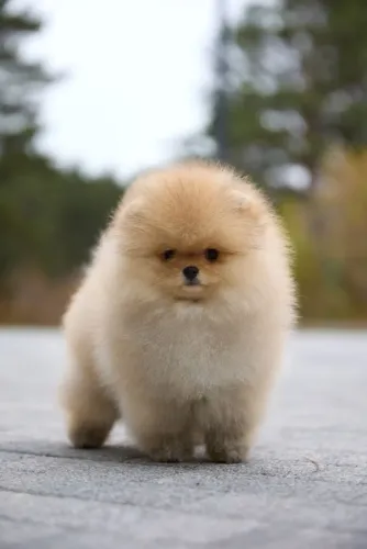 Filhotes de Spitz Alemão | A fofura tomou conta!