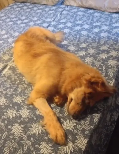 Cachorro chow chow/golden