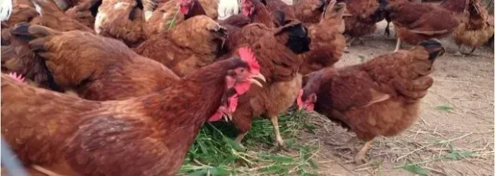 Galinha embrapa 51. De postura boa.