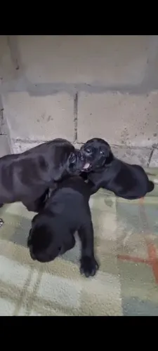 Cane Corso Italiano