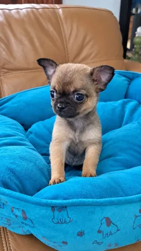 FILHOTE DE CHIHUAHUA FOFO