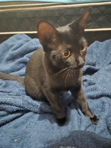 Gata filhote castrada